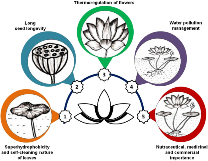 life cycle